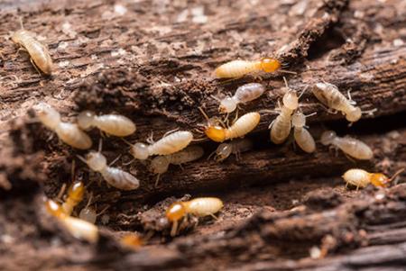 Bug Guys Pest Control