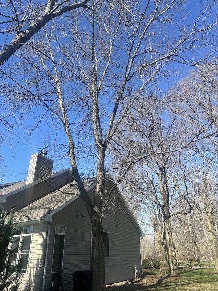 C & B Tree Care