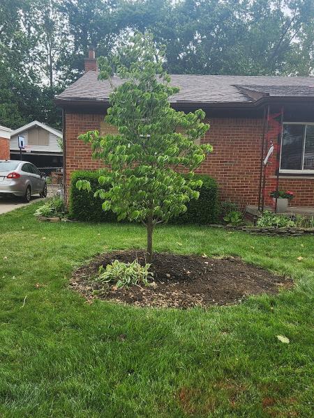 Branch Tree Service and Landscaping