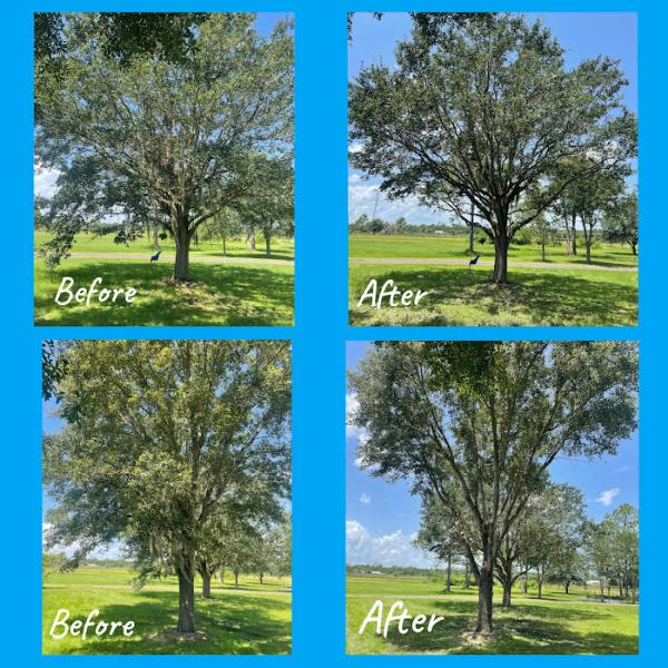 Flagler County Tree Company LLC