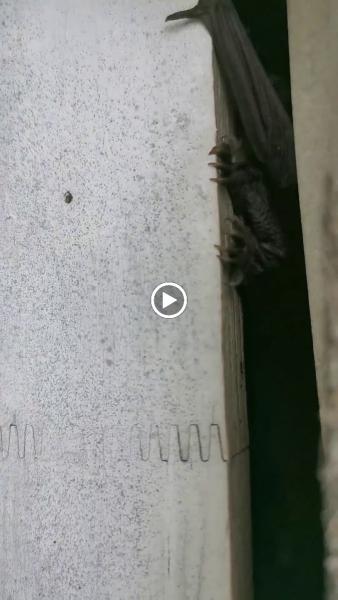 Pest Proof Pest Management
