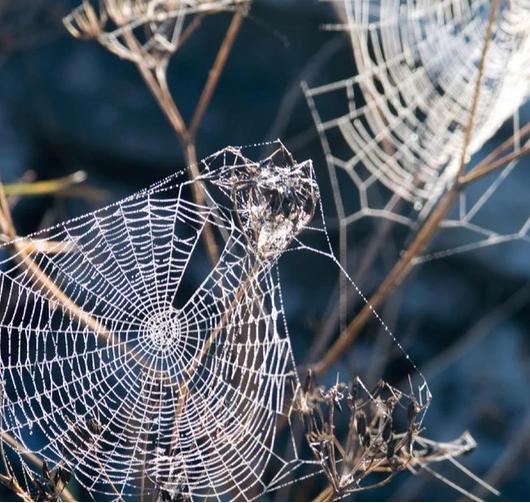 Pest Proof Pest Management