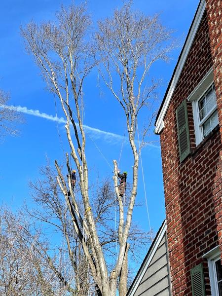 LPZ Tree Solutions
