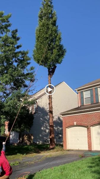 LPZ Tree Solutions