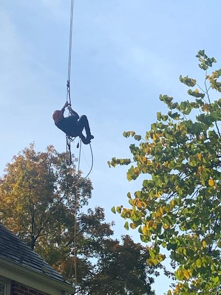 LPZ Tree Solutions