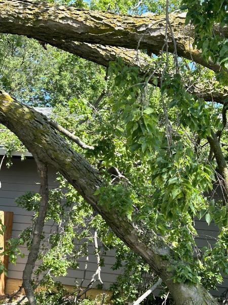 Klug's Tree Service