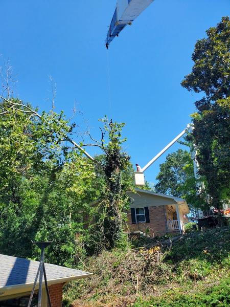 Cut Right Tree Service