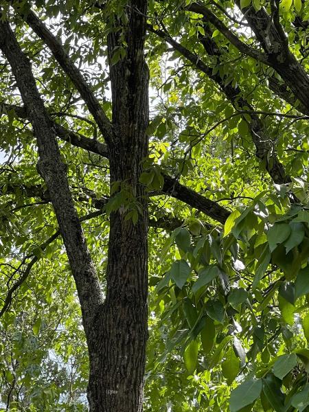 Cut Right Tree Service