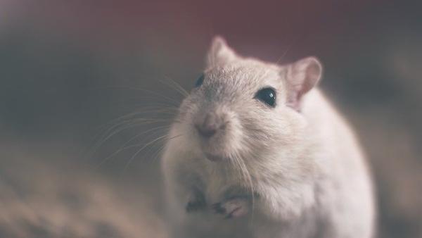 Pro-Force Pest Solutions