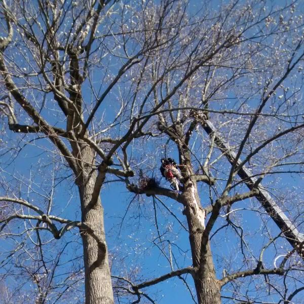 County Tree Experts