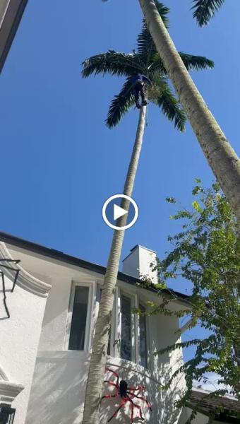 Onofre Tree & Lawn Service Since 2010