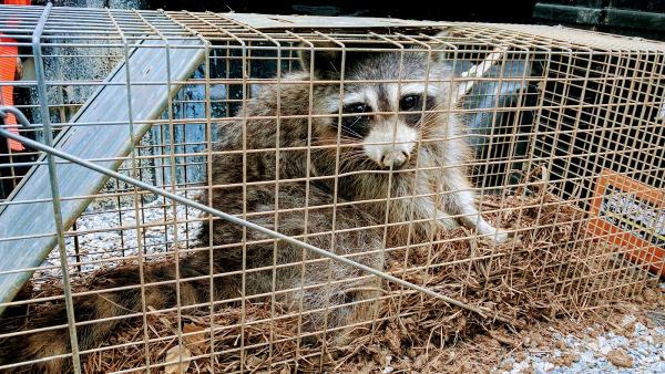 Local Wildlife Experts