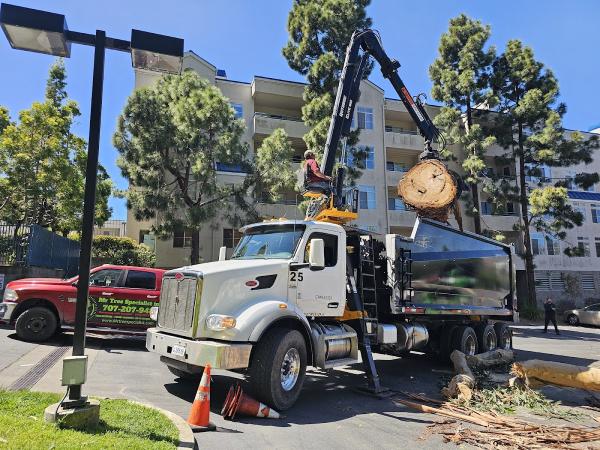 Mr Tree Specialist