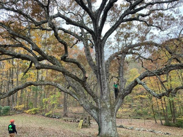 Mr. Tree