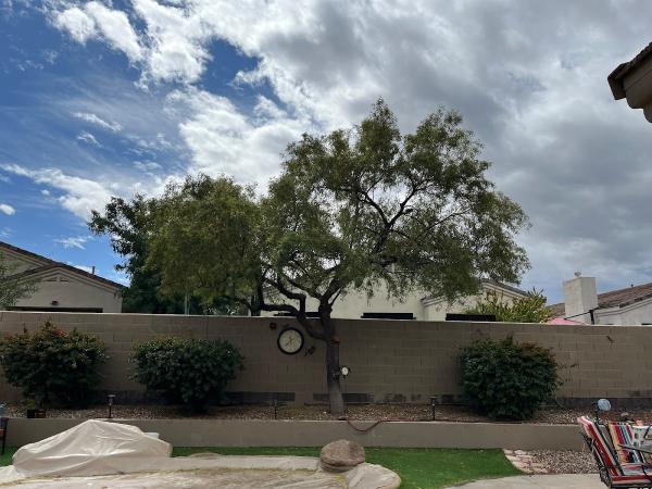 Miguel's Tree Care