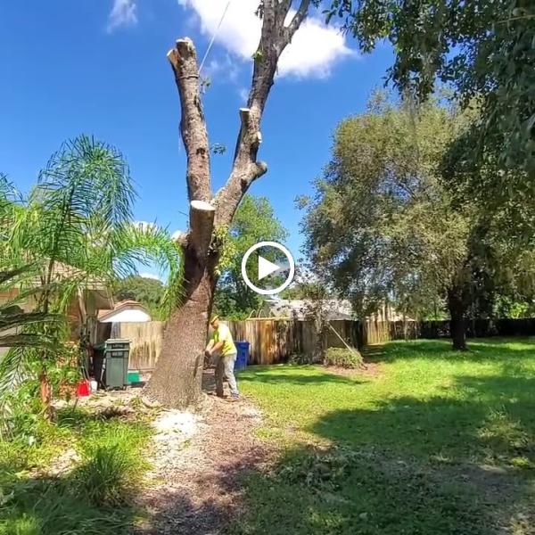 Juan Sanchez Tree Service L.l.c