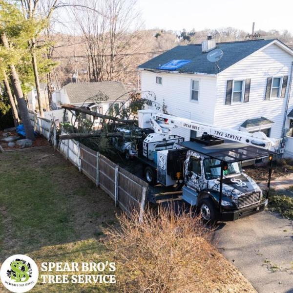 Spear Bro's Tree Service