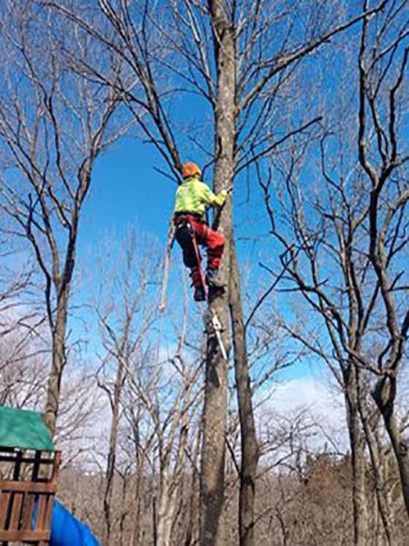 Pitts Lawn & Tree Service