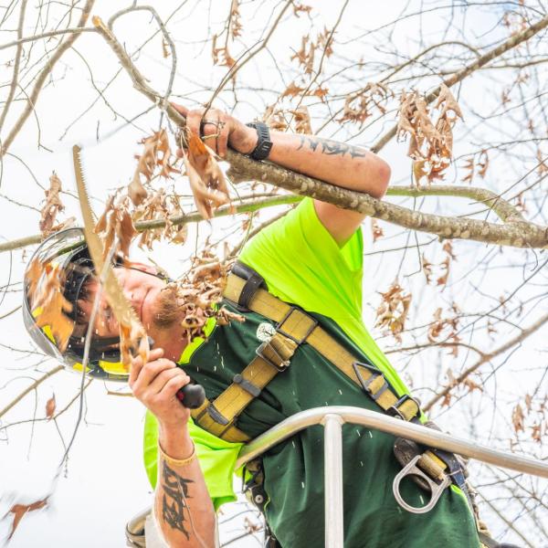 Champion Tree Service