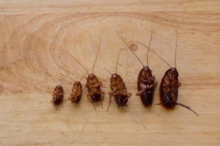 Henderson Pest Elimination