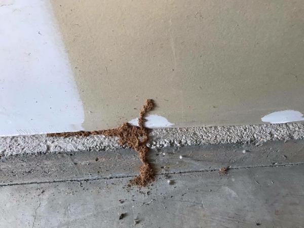 Sigma Pest Control