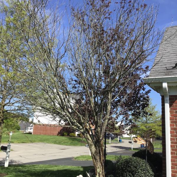 Fred's Tree & Lawn Service