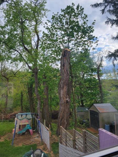 Fred's Tree & Lawn Service