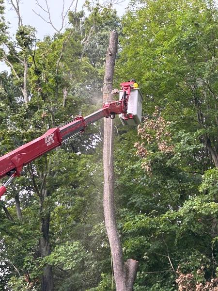 Fred's Tree & Lawn Service