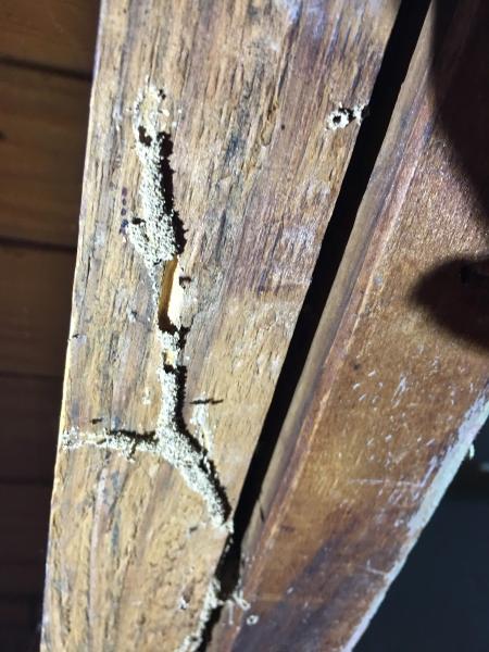 A2Z Pest Control LLC