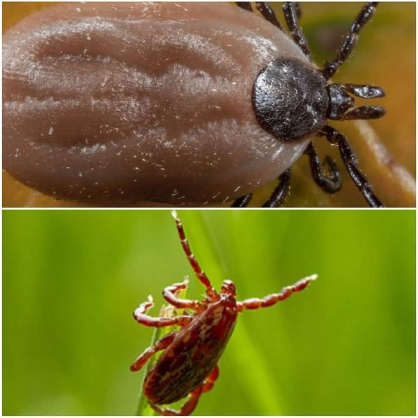 Ipm-Integrity Pest Management LLC