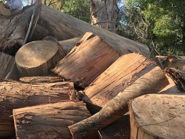 Treeco Arborist Tree Service La Habra