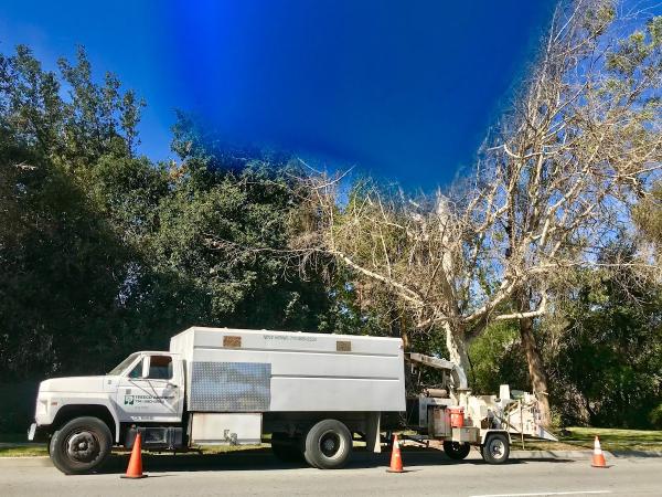 Treeco Arborist Tree Service La Habra