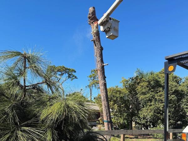 Troyer Tree Service