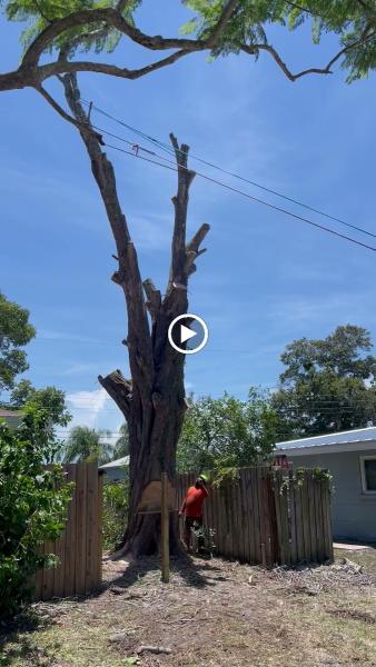 Troyer Tree Service