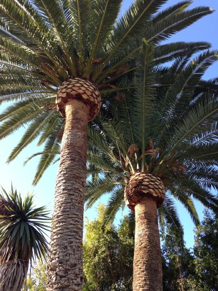 Quality Tree Care