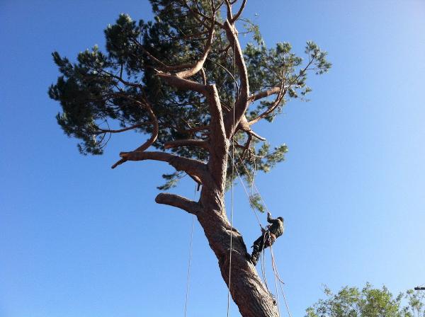 Quality Tree Care