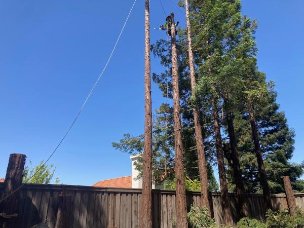 Ace Tree Service