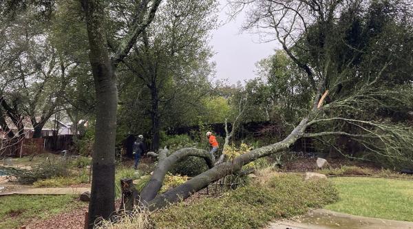 Ace Tree Service
