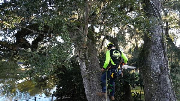 Southern Standard Tree Service