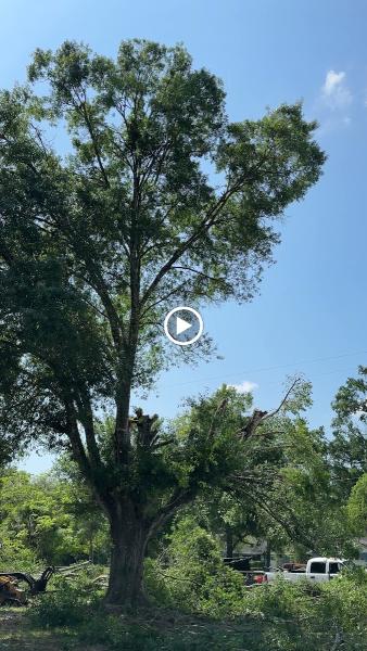 Southern Standard Tree Service