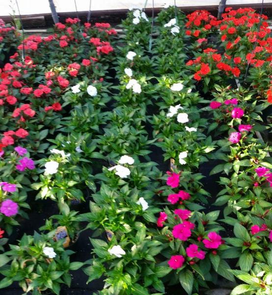 Buds & Blossoms Landscape