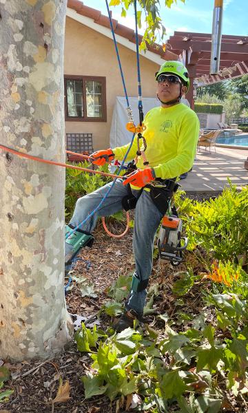 Al's Tree Service and Landscapes