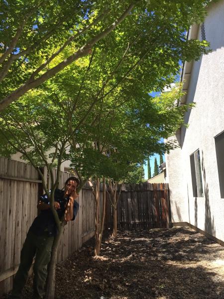 Just Trees