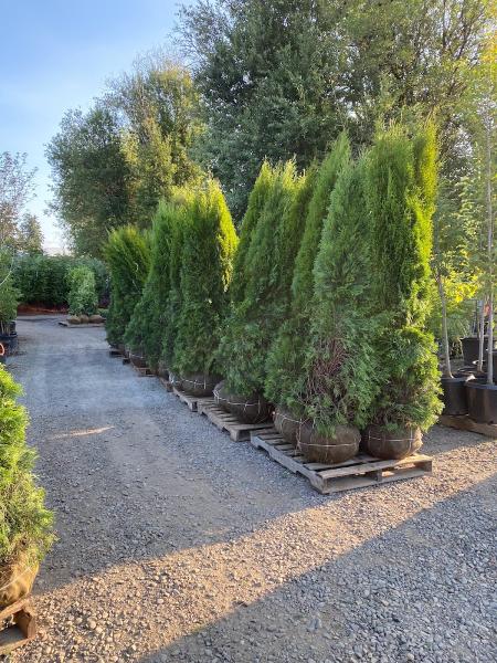 Red Rose Landscaping LLC
