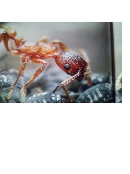 Crabtree Pest Control