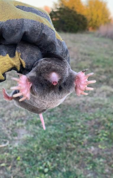 Mole Mountie