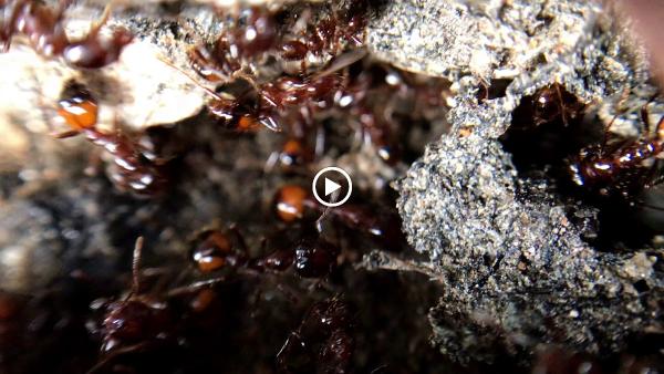 Green Earth Pest Control