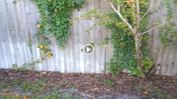 Ricky's Pro Lawn Service