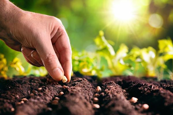 Castillo Landscaping Services
