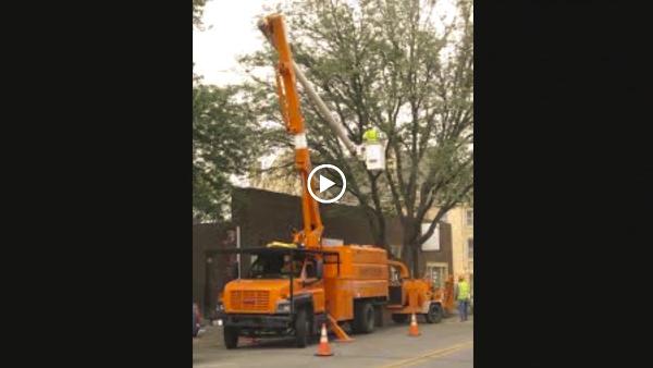 Largo Tree Service Pros